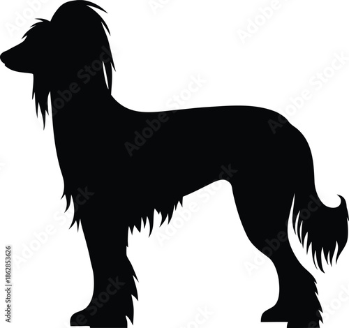 Elegant Afghan Hound dog breed silhouette showcasing its characteristic long flowing fur and regal posture