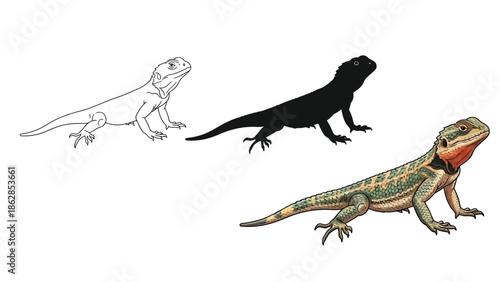 Bearded dragon lizard set outline, silhouette and full color illustration