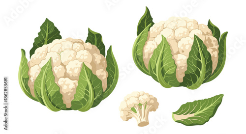 A vibrant illustration of fresh cauliflowers and a floret, accompanied by a single green leaf, set against a clean white background.