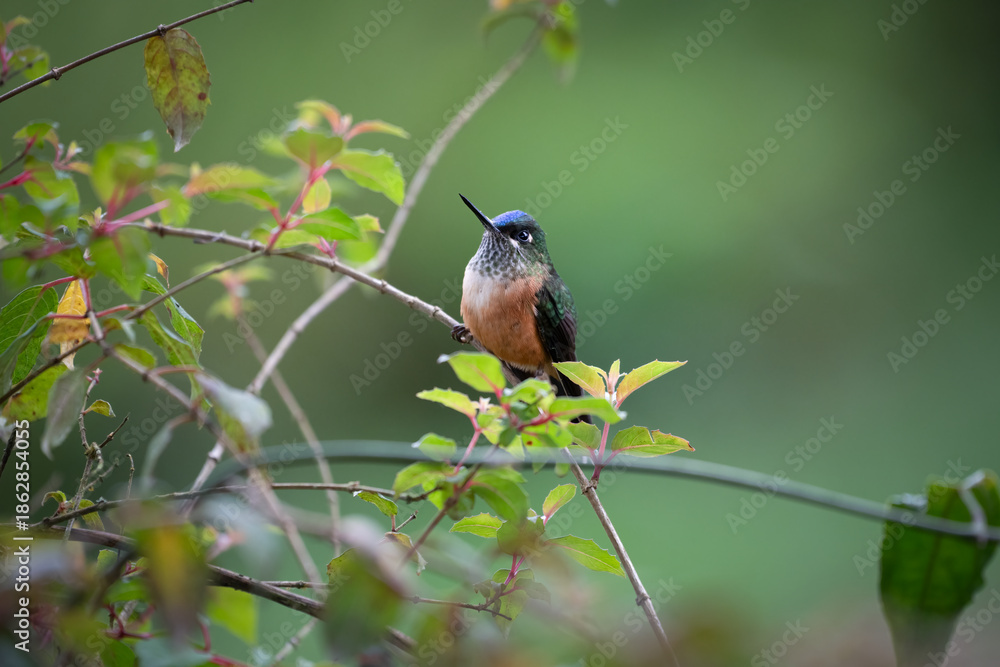 Fototapeta premium Portrait of a Long-tailed Sylph (Aglaiocercus kingii), female, Ecuador