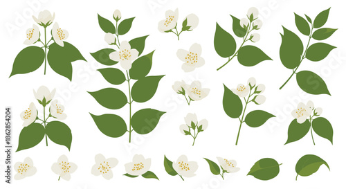 Elegant botanical illustration set featuring white jasmine flowers, unopened buds, and lush green leaves, perfect for spring and summer designs.