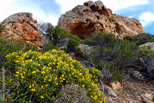 Dorniger Ginster // Thorny broom (Genista acanthoclada) - Milos, Kykladen, Griechenland