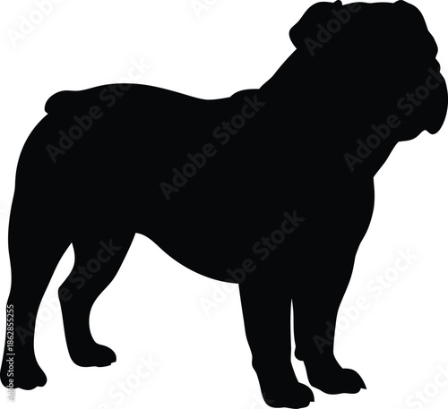 Distinguished bulldog breed standing proudly displaying its distinctive strong physique silhouette