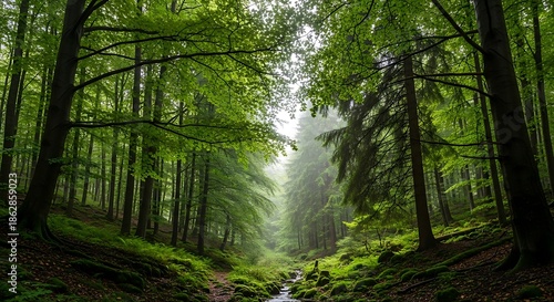 Lush Green Forest with Sunlight Streaming Through the Canopy.
