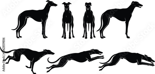 Greyhound silhouettes, standing and running poses, dog anatomy illustration, speed agility concept, canine art, dynamic motion design