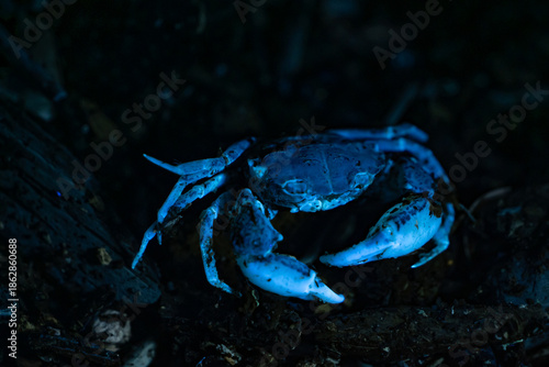 Obraz na plátne Crab photographed under ultraviolet light, revealing intense blue fluorescence against a dark background