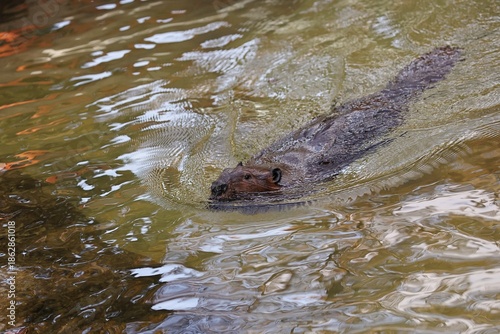 水面から顔を出して泳ぐアメリカビーバー