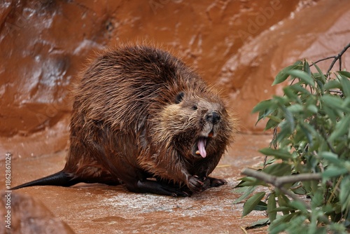 口を開けて舌を出すアメリカビーバー