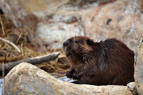 横向きのアメリカビーバーのポートレート