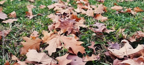 autumn leaves in the grass