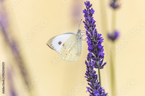 Kleiner Kohlweißling im Lavendel