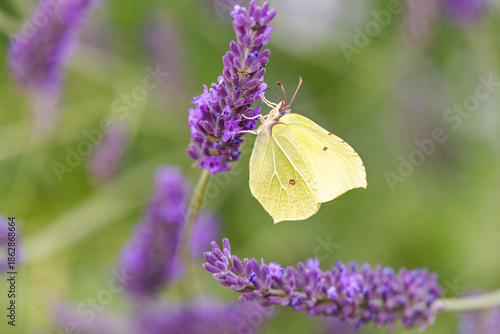 Zitronenfalter im Lavendel