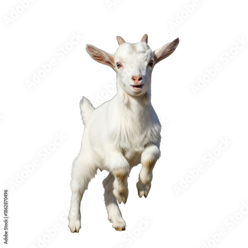 Adorable White Baby Goat Leaping Playfully, Full Body Isolated on transparent background. Background PNG Transparent