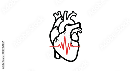 Anatomical human heart illustration with a red electrocardiogram heartbeat pulse line indicating cardiovascular health.