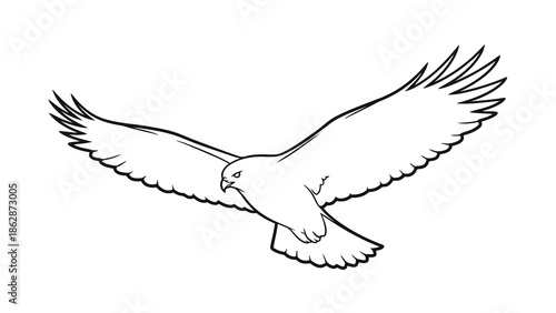 Bird in flight with outstretched wings