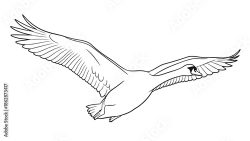 Bird flying in the air with outstretched wings