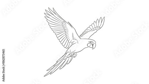 Flying parrot in air with outstretched wings