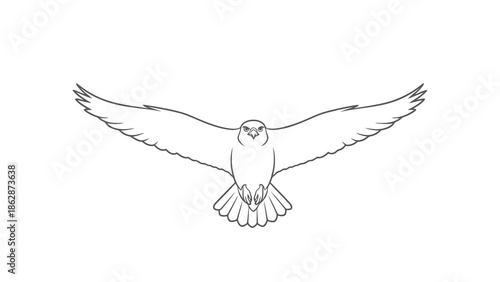 Bird in flight with outstretched wings and talons