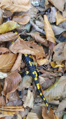 Autumn leaves over which a salamander crawls at night in the Carpathians, Czech Republic. Bright yellow spots frighten predators, symbolizing poison.