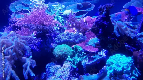 Saltwater Aquarium with Coral, Dubai