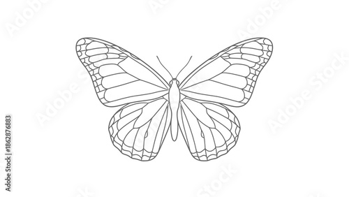 Simple line drawing of a butterfly with open wings