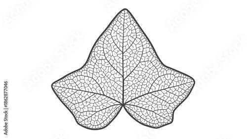 Detailed illustration of a leaf with visible veins
