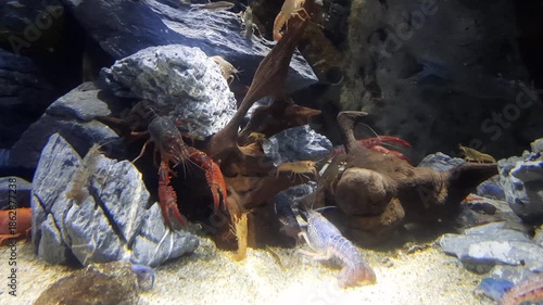 Saltwater Aquarium with diverent Lobster, Dubai
