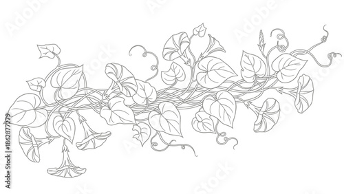 Vine with leaves and tendrils on white background