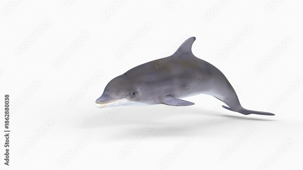 Obraz premium bottlenose dolphin animation