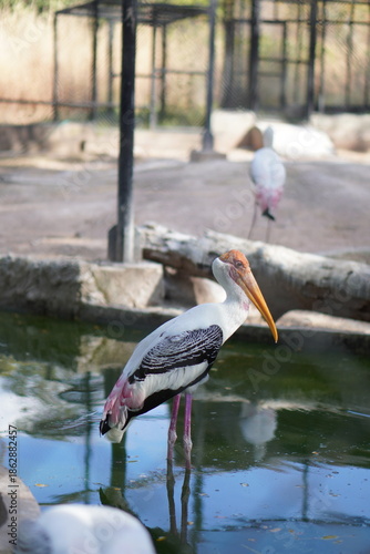 Painted Stork bird foraging in the water, beautiful pink and white wading bird searching for food in the pond, wildlife and nature photography.