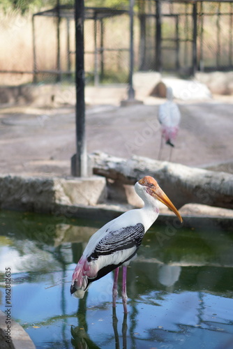 Painted Stork bird foraging in the water, beautiful pink and white wading bird searching for food in the pond, wildlife and nature photography.