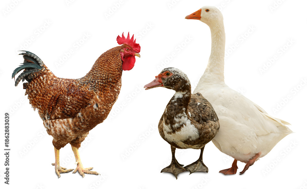 Fototapeta premium Rooster, duck and goose on white background. Domesticated birds