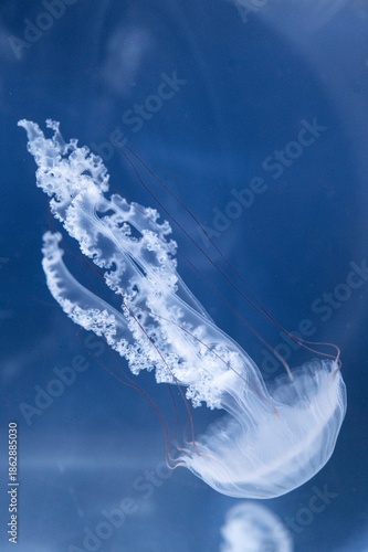 jellyfish in the water