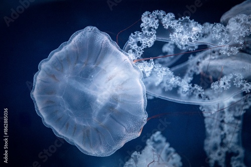 jellyfish in the water
