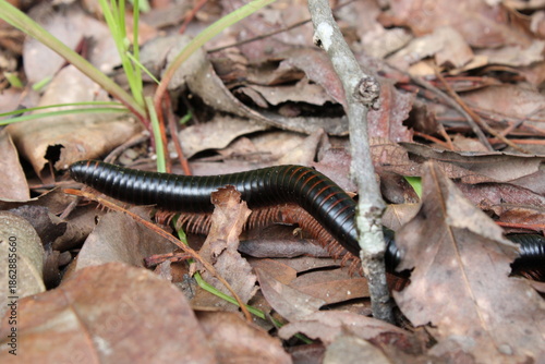 Closeup of a millipede walking in the leaf litter of a forest floor in Mzuzu, Malawi