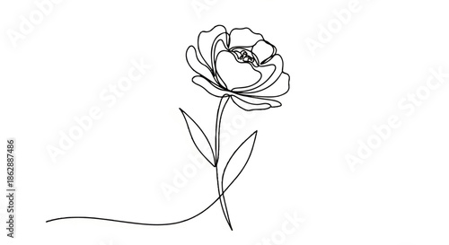 Minimalist ink line drawing of a single elegant rose bloom.