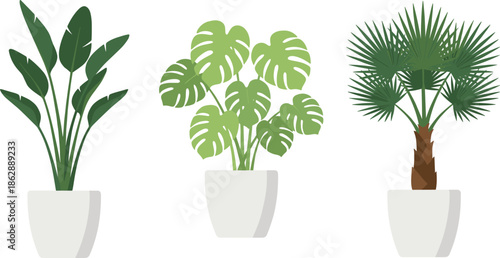 Indoor potted house plants illustration set featuring monstera palm and tropical foliage, modern home decor flat vector isolated on white background minimalistIndoor potted house plants illustration s