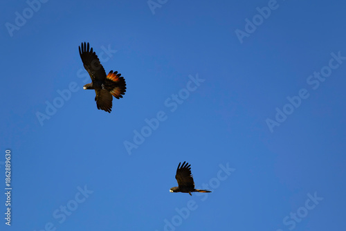 red-tailed black cockatoos