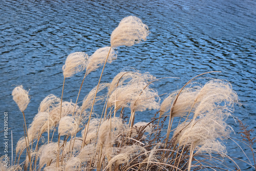 北風に揺れるススキ