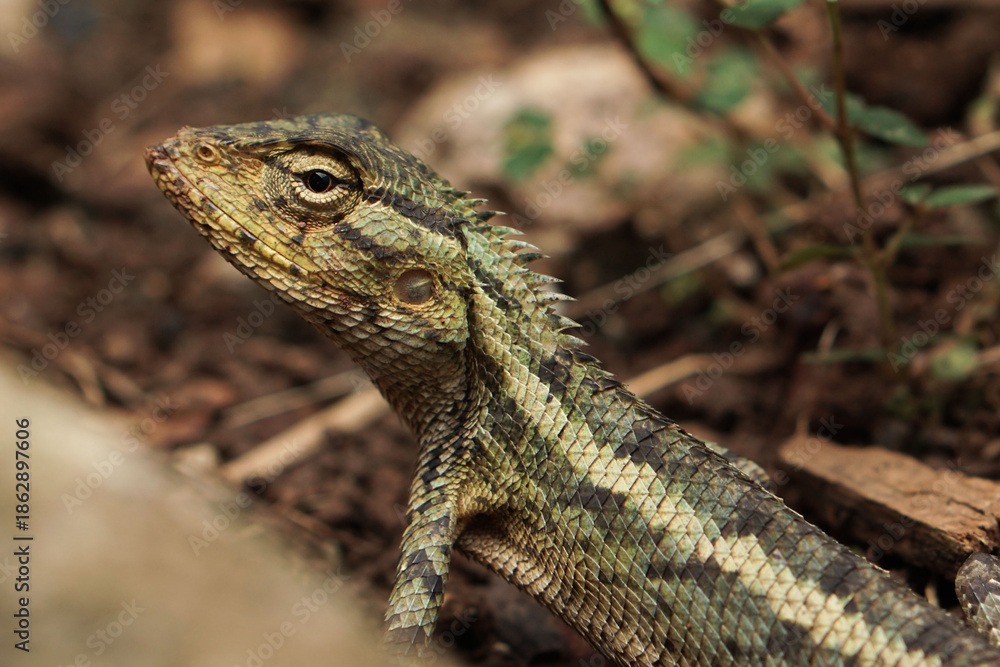 Fototapeta premium Alert Calotes versicolor or Oriental Garden Lizard in Dirt Habitat