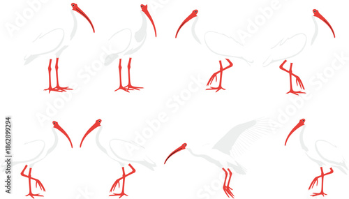 White ibis bird collection featuring various avian poses including standing walking and flying with long curved red beaks for wetland nature vector.