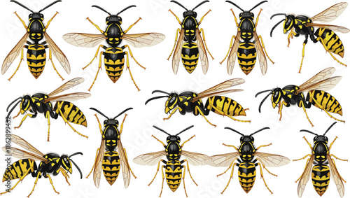 Yellow and black wasp hornet collection featuring various insect poses including flying crawling and sitting for nature wildlife pest control vector design.