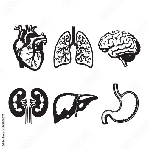 Human organs black and white set heart lungs brain