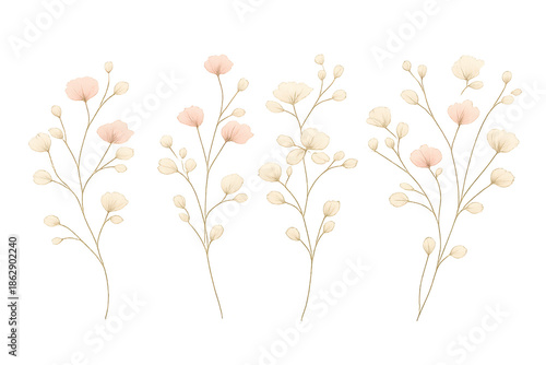 Floral illustration of elegant flowers, transparent background image.
