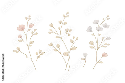 Botanical floral with transparent background elements, elegant style.