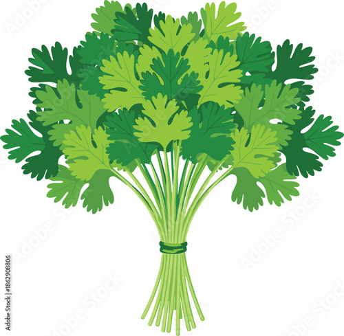 Fresh green cilantro bunch vector illustration of organic coriander herb sprigs for cooking healthy food recipes and kitchen menu design