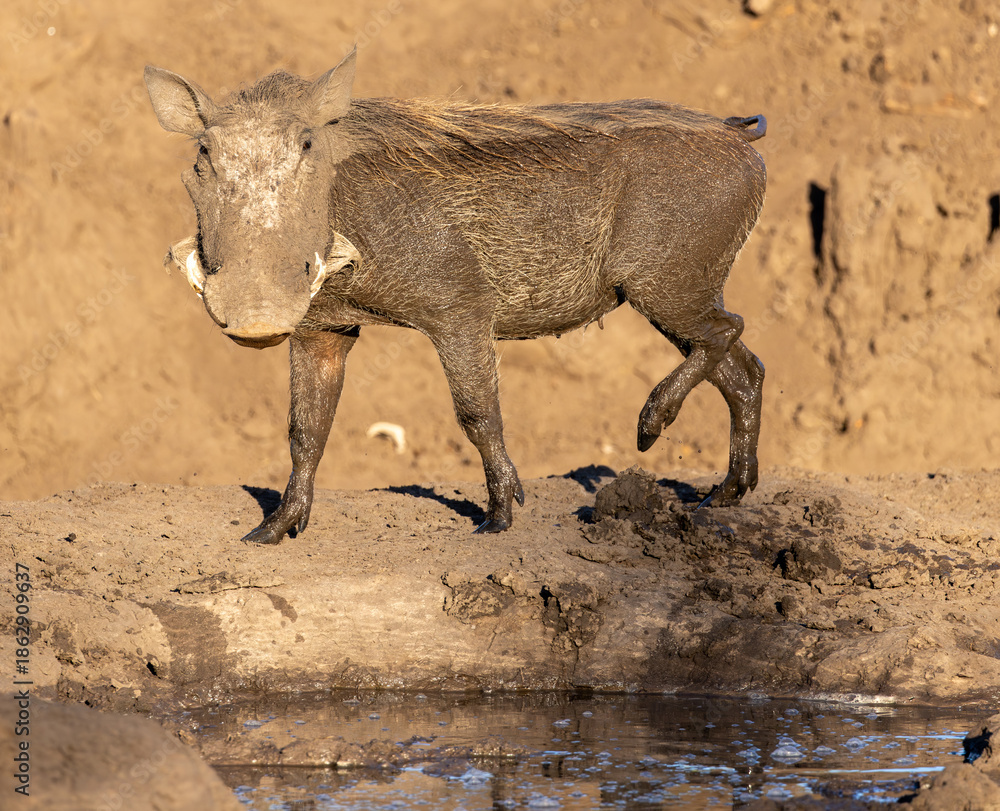 Fototapeta premium Warthog, Phacochoerus