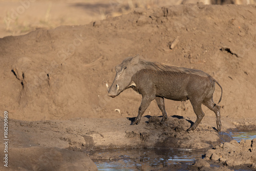 Canvas Print Warthog, Phacochoerus