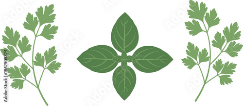 Set of fresh green herbs illustration with flat parsley sprigs and sweet basil leaves isolated on white for cooking design