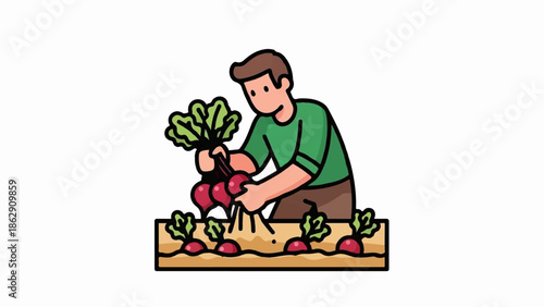A person harvests red root vegetables with green leaves from a garden bed
